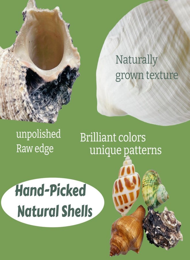 Wanwanzi 12PCS Hermit Crab Shells | 1.6"-3.2" Natural Sea Conch Shells | Growth Turbo for Small, Medium&Large Crabs | Saltwater Hermit Crab Supplies | Sea Shell for Beach Decor - Image 5